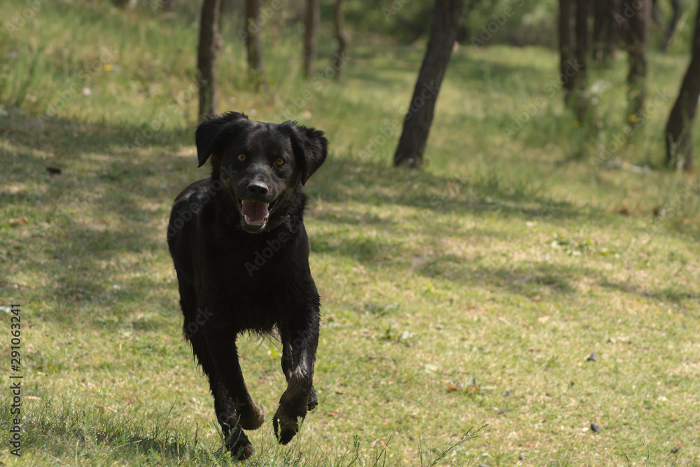 perro corriendo perro corriendo