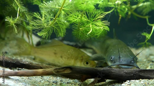 Channel catfish, Ictalurus punctatus, juvenile fish of a dangerous freshwater predator rest between driftwood on sand bottom in European biotope aquarium, dense vegetation of hornwort and watermilfoil photo