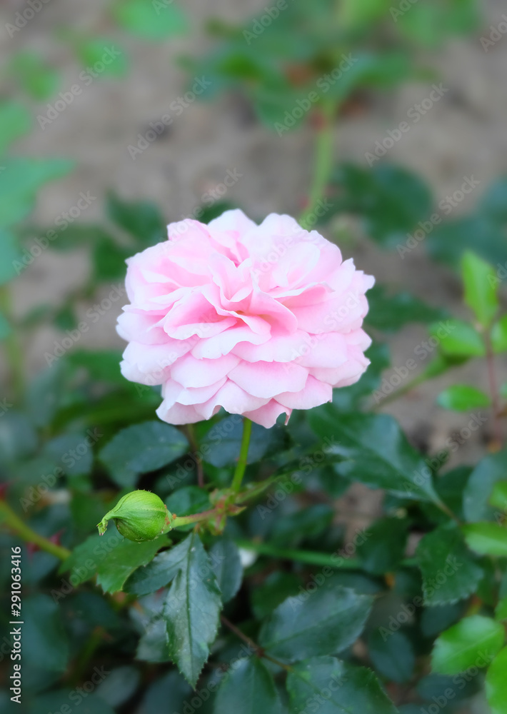 Pink English rose flowers among the greenery in the park. Pink English rose flowers among the greenery in the park.