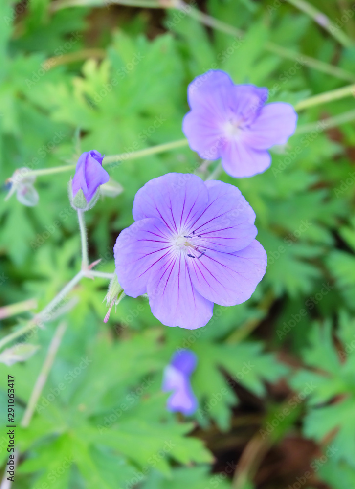 Forest geranium (Geránium sylváticum), in the forest among green grass Forest geranium (Geránium sylváticum), in the forest among green grass