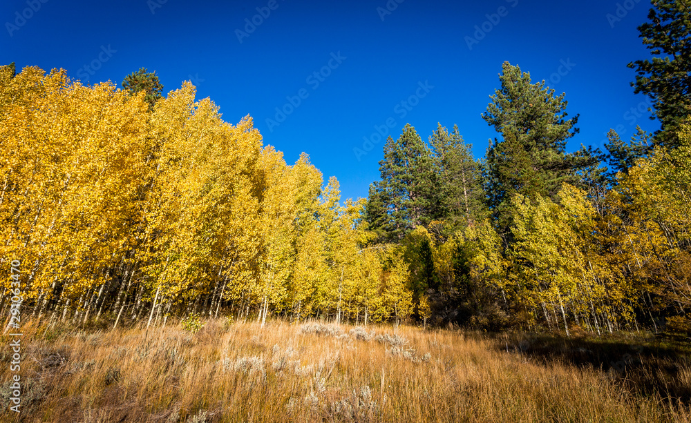 Fototapeta premium Fall Colors