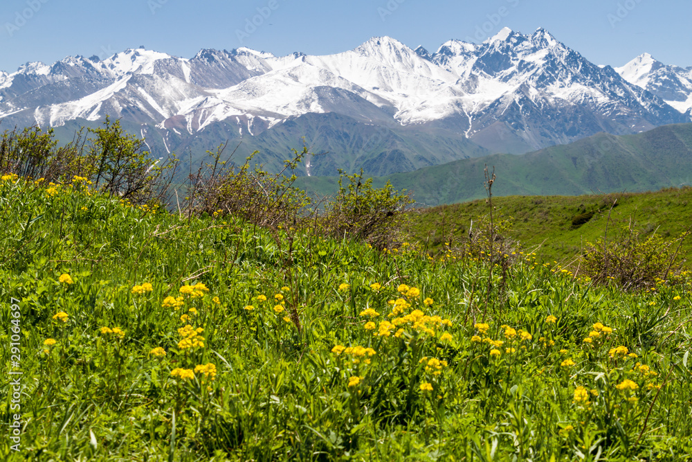 Green pastures above Alamedin valley with high snow covered mountains background, Kyrgyzstan Green pastures above Alamedin valley with high snow covered mountains background, Kyrgyzstan