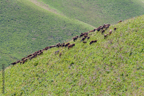 Herd of sheep at a pasture in Alamedin valley, Kyrgyzstan