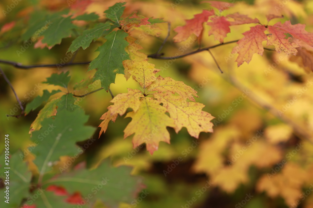maple leaves in autumn maple leaves in autumn