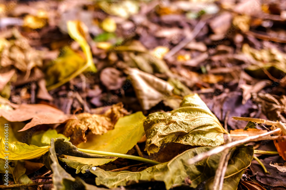 Natural background of dried leaves focused on the foreground and unfocused background. Natural background of dried leaves focused on the foreground and unfocused background.