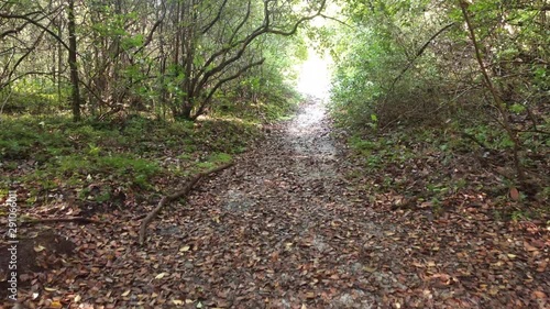 The sunlight shaded the white sandy pathway covered by leaves. The view showing a slow walk towards an illuminated a hole like shaped atmosphere. The seamless view for travelers around the world. photo