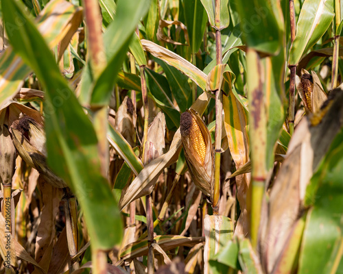 Ear of corn with kernels exposed, drying in the fall sunshine as husks and cornstalks in field turn yellow and brown as harvest season nears. R6 maturity growth stage © JJ Gouin