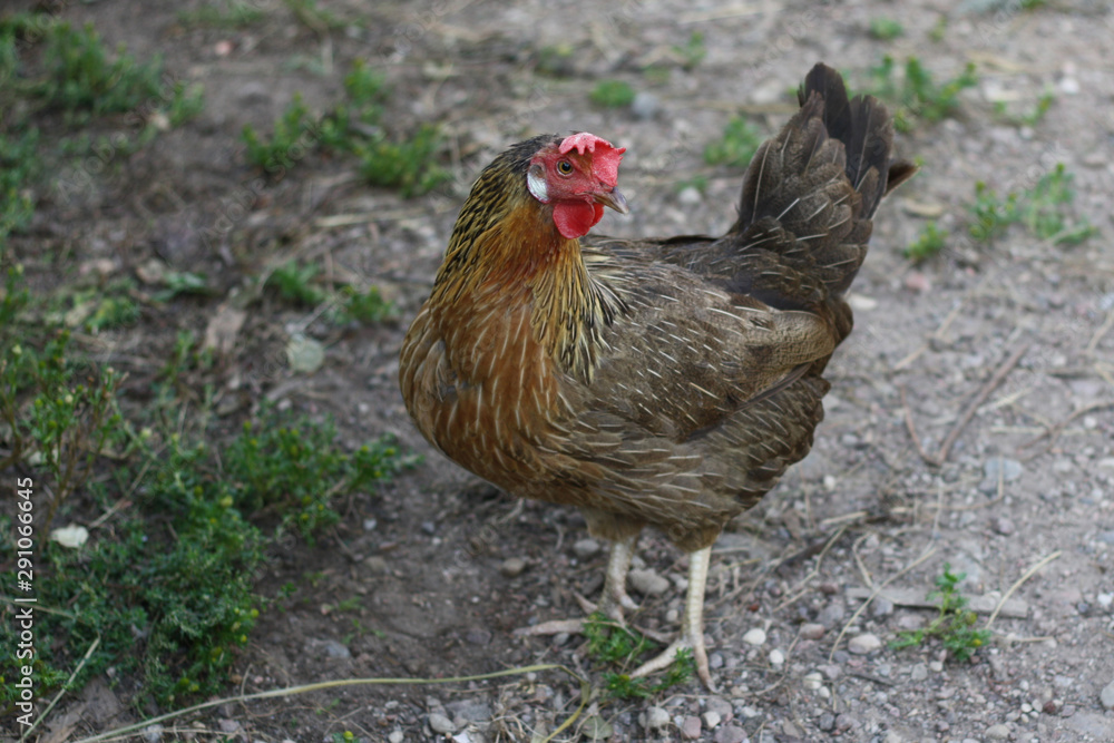 Italian partridge chicken walks around the farm yard