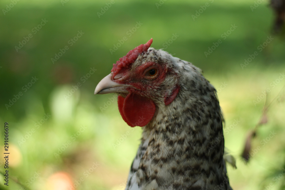 Chicken head portrait: close-up head