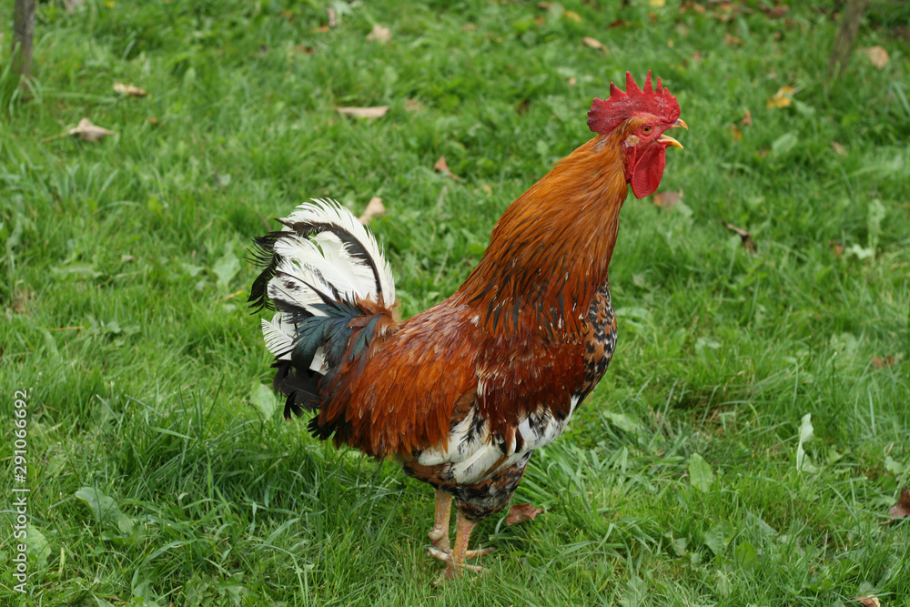 Beautiful rooster sings in the garden on a background of green grass