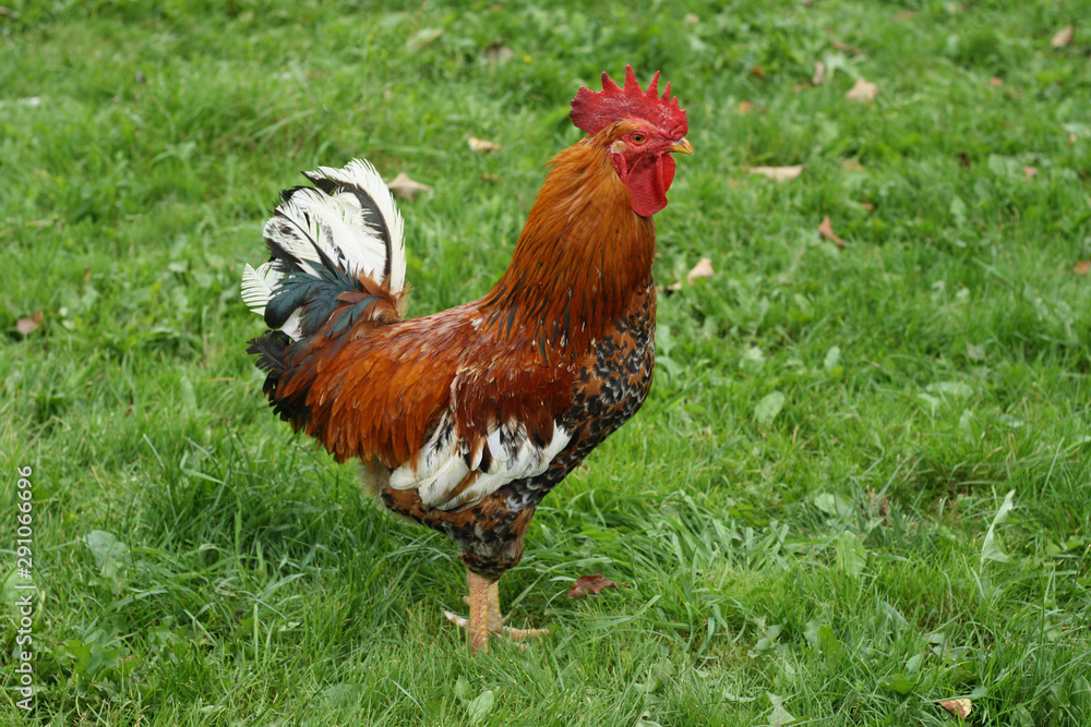 Beautiful red rooster close-up on a background of green grass Beautiful red rooster close-up on a background of green grass