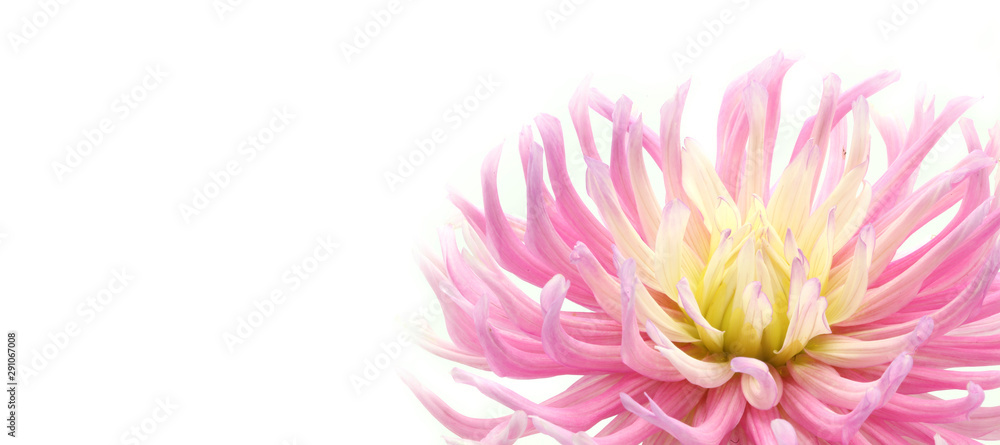 Obraz premium pink and yellow cactus dahlia on white background