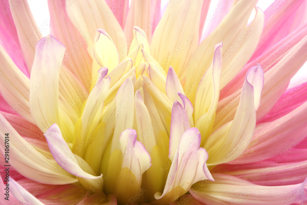 Fototapeta premium macro view of pink and yellow cactus dahlia on white background