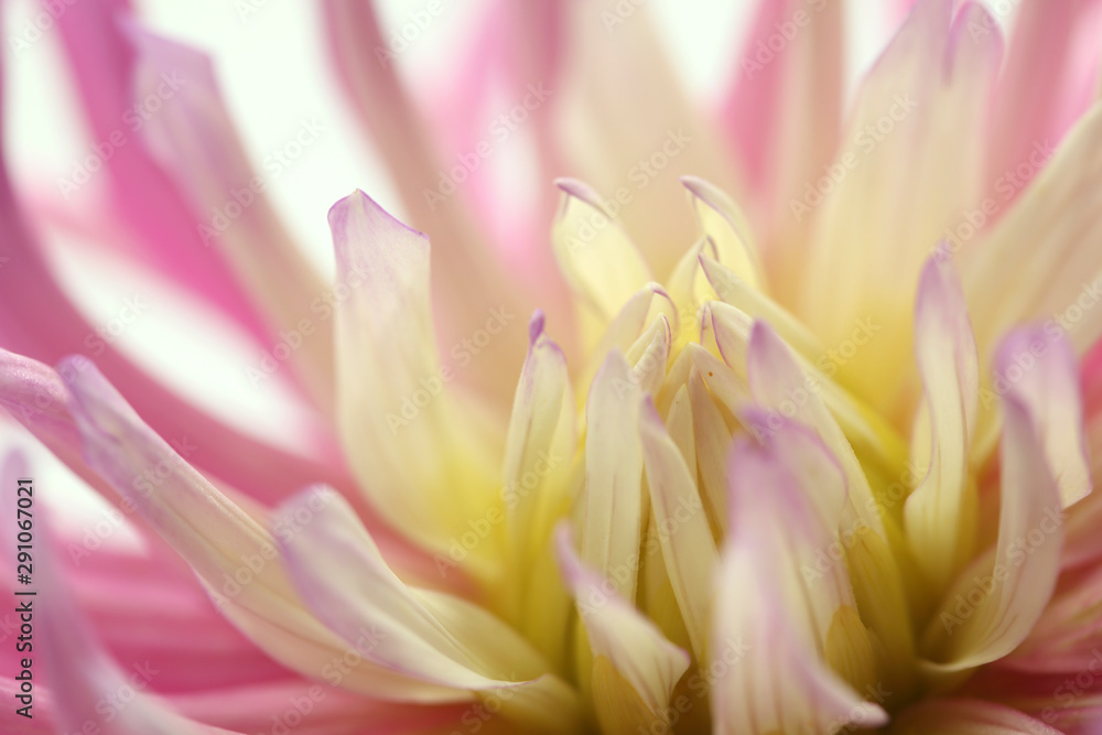 macro view of pink and yellow cactus dahlia on white background