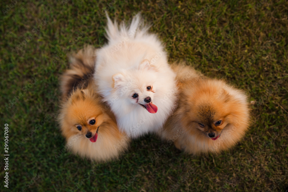 three Zverg Spitz Pomeranian puppies sitting on grass three Zverg Spitz Pomeranian puppies sitting on grass