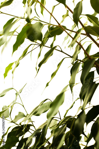 abstract green leaves