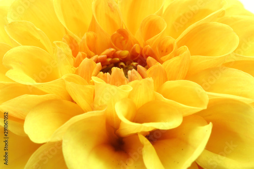 macro view of yellow petals of dahlia pompom © Larizgoitia