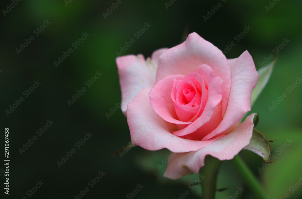 Fresh Pink rose flower beautiful in nature background, romantic time for valentine Fresh Pink rose flower beautiful in nature background, romantic time for valentine