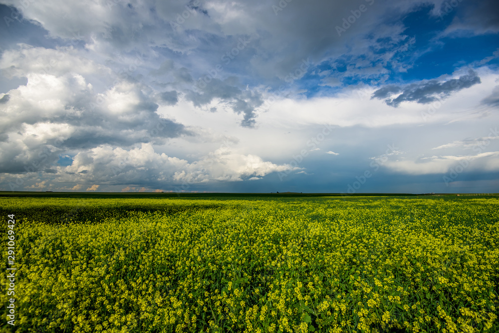 Beautiful canola fields in the summer
