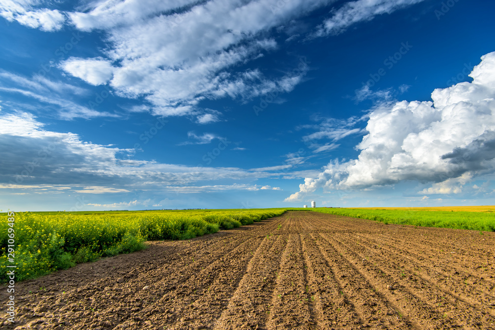 Beautiful canola fields in the summer Beautiful canola fields in the summer