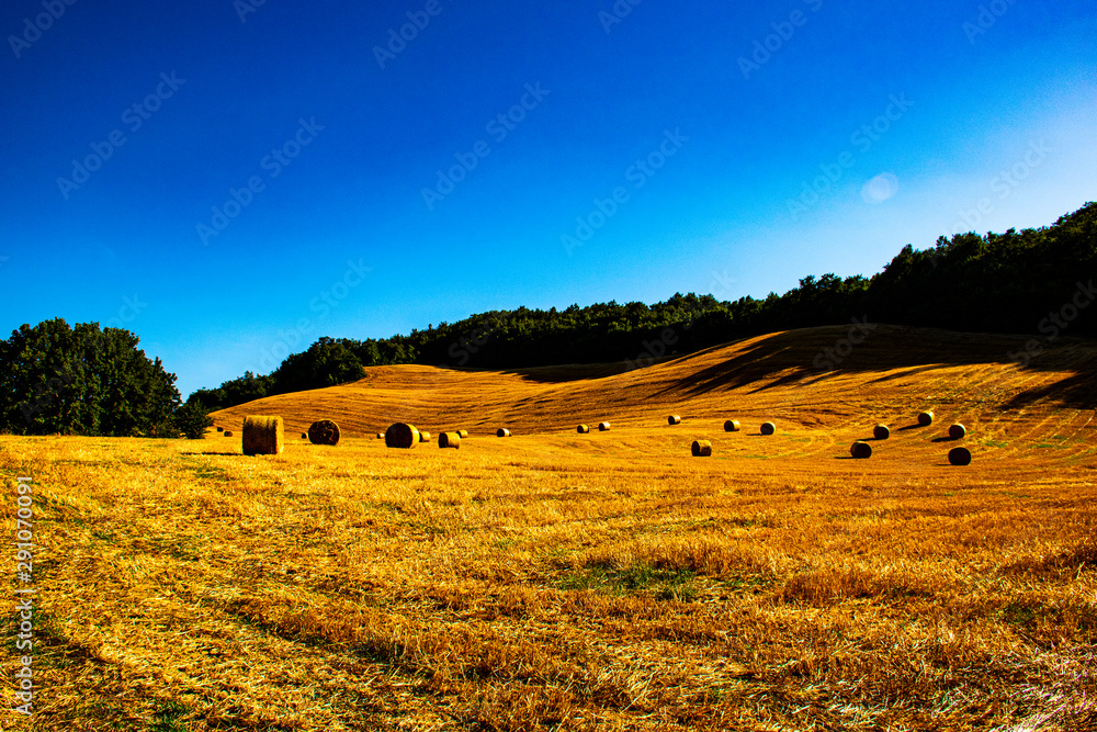 Obraz premium yellow fields with tree one