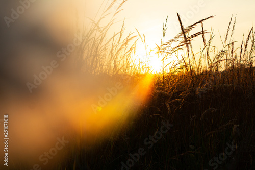 Sunset In Indian Grass