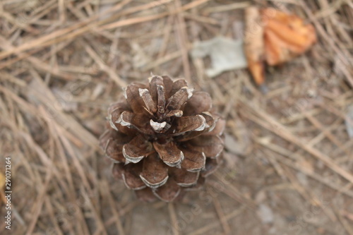 Pine Cone Top