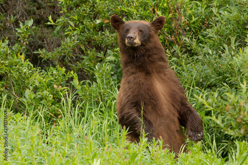 Rare Cinnamon Black Bear In North British Columbia, 
