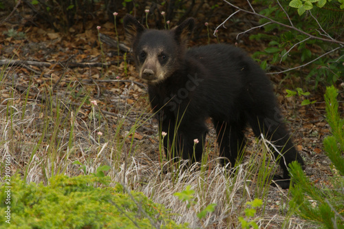 Black Bear Cub  Tetsa River  BC