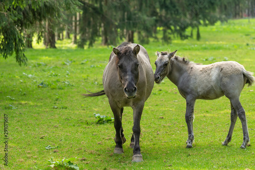 The Mare with Foal on the natural Meadow