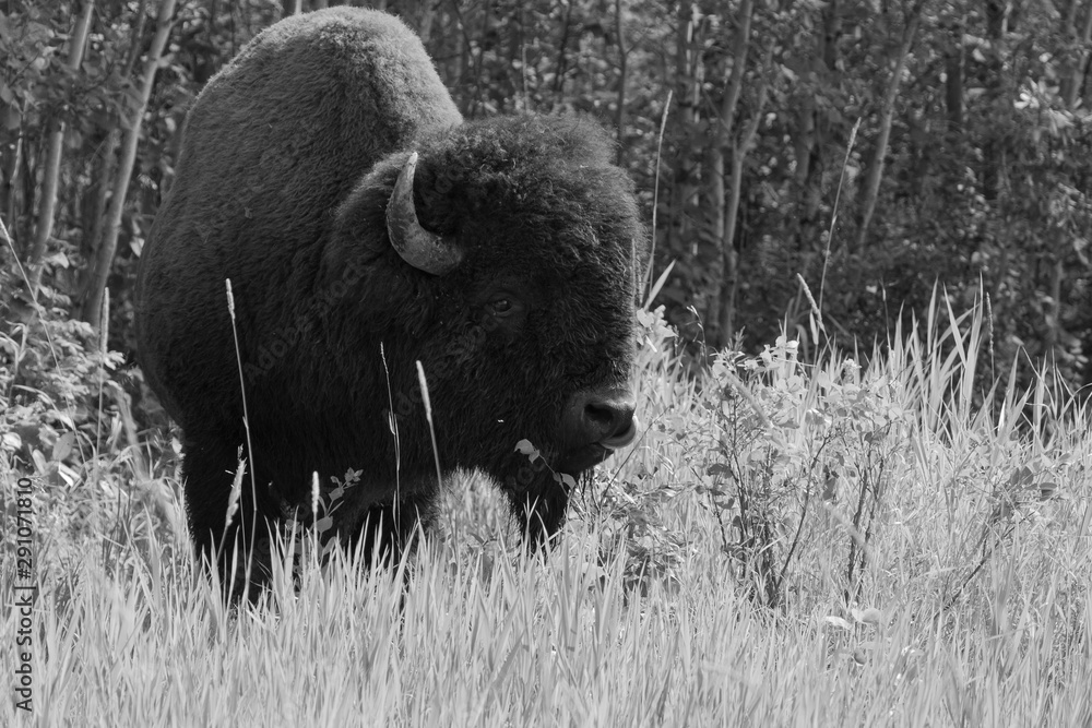 Majestic Male Bison In Elk National Park, Alberta, Canada Majestic Male Bison In Elk National Park, Alberta, Canada