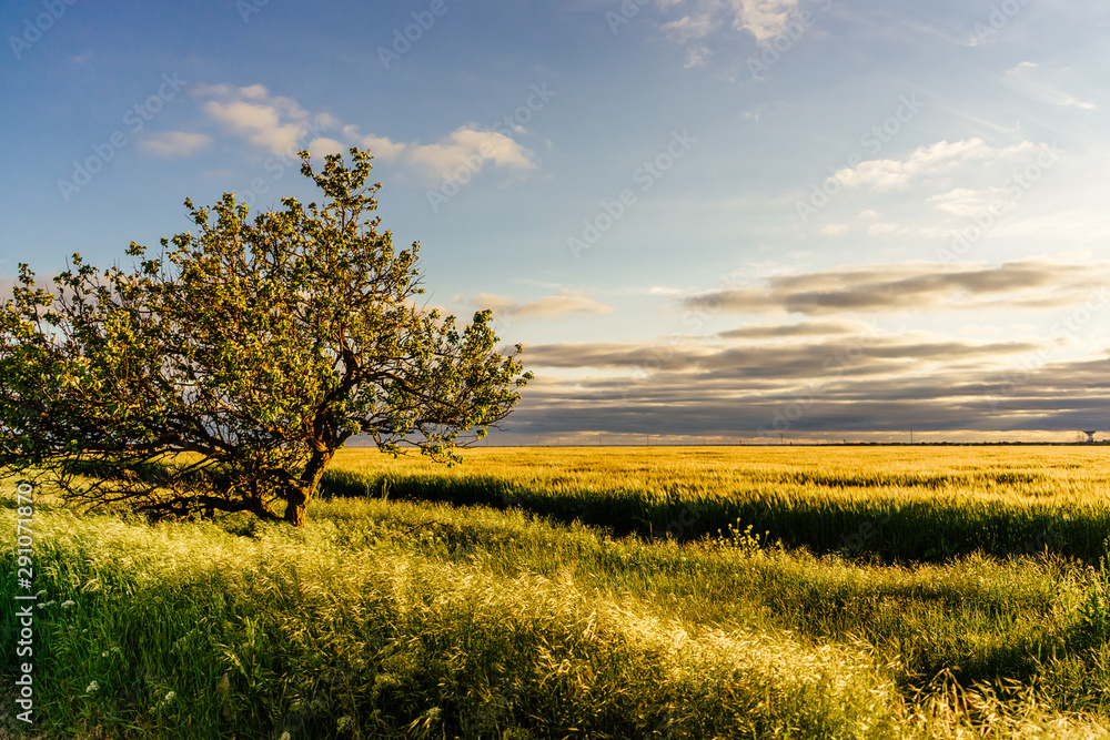 Obraz premium Green tree in a field at sunset