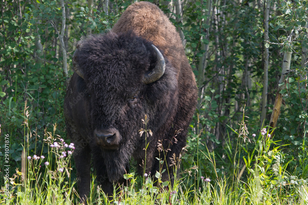 Majestic Male Bison In Elk National Park, Alberta, Canada Majestic Male Bison In Elk National Park, Alberta, Canada