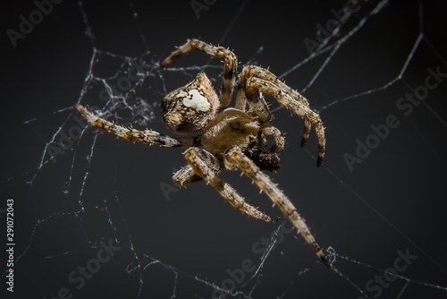 Close up of a brown spider standing on its spiderweb against a dark bokeh background