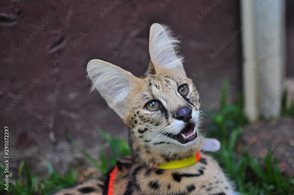Pet Serval cat (Leptailurus Serval)