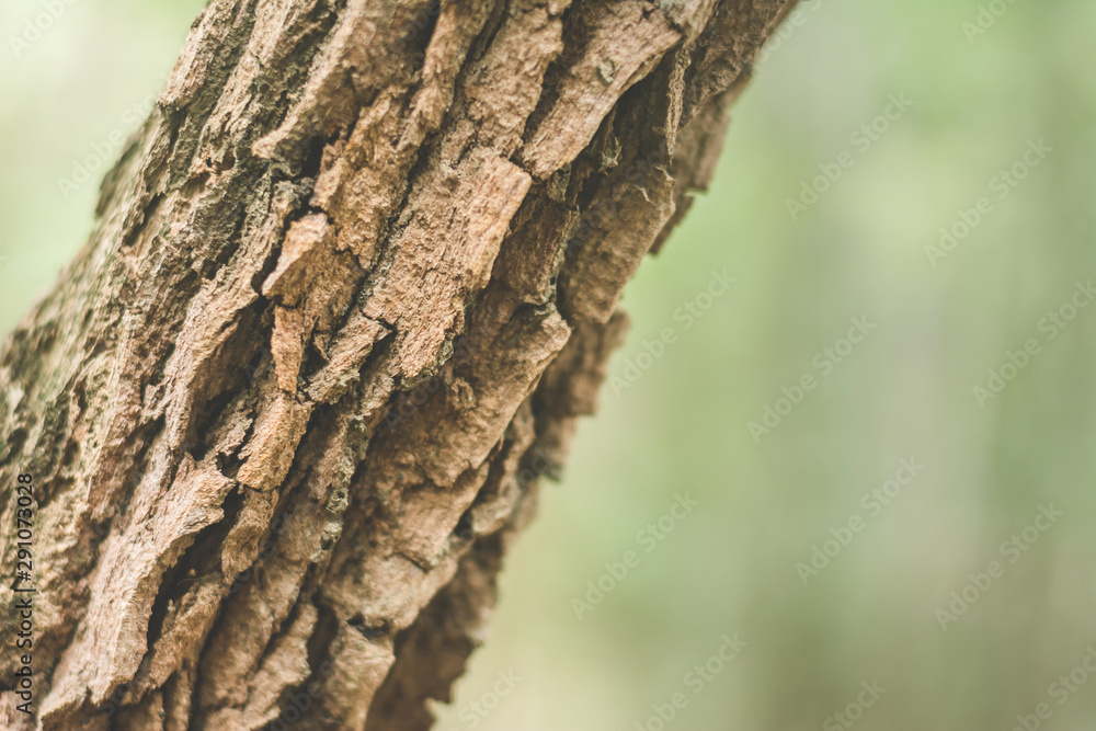 Small tree trunk Which has a rough bark In mixed deciduous forests. Small tree trunk Which has a rough bark In mixed deciduous forests.