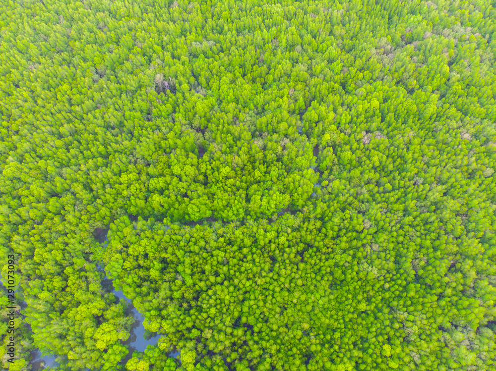 Aerial vire green tropicl mangrove forest