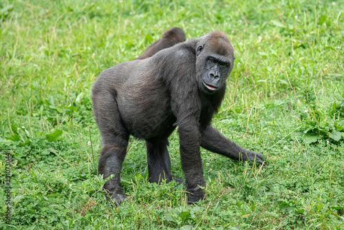 mother gorilla is watching for the safety of her baby