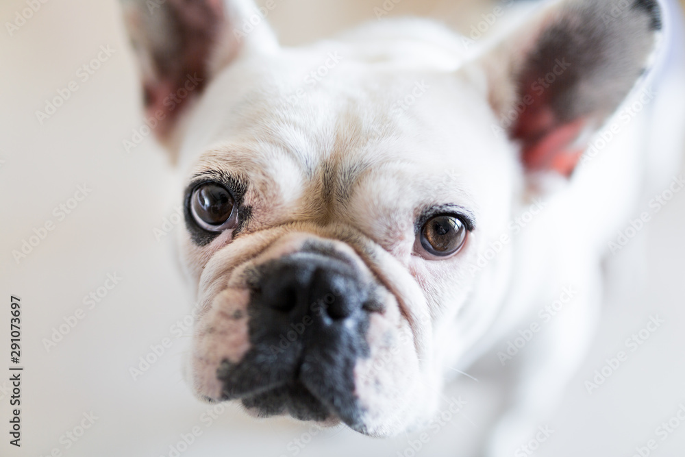 Close up of the face of a white french bulldog looking back at the camera, against a white bokeh background