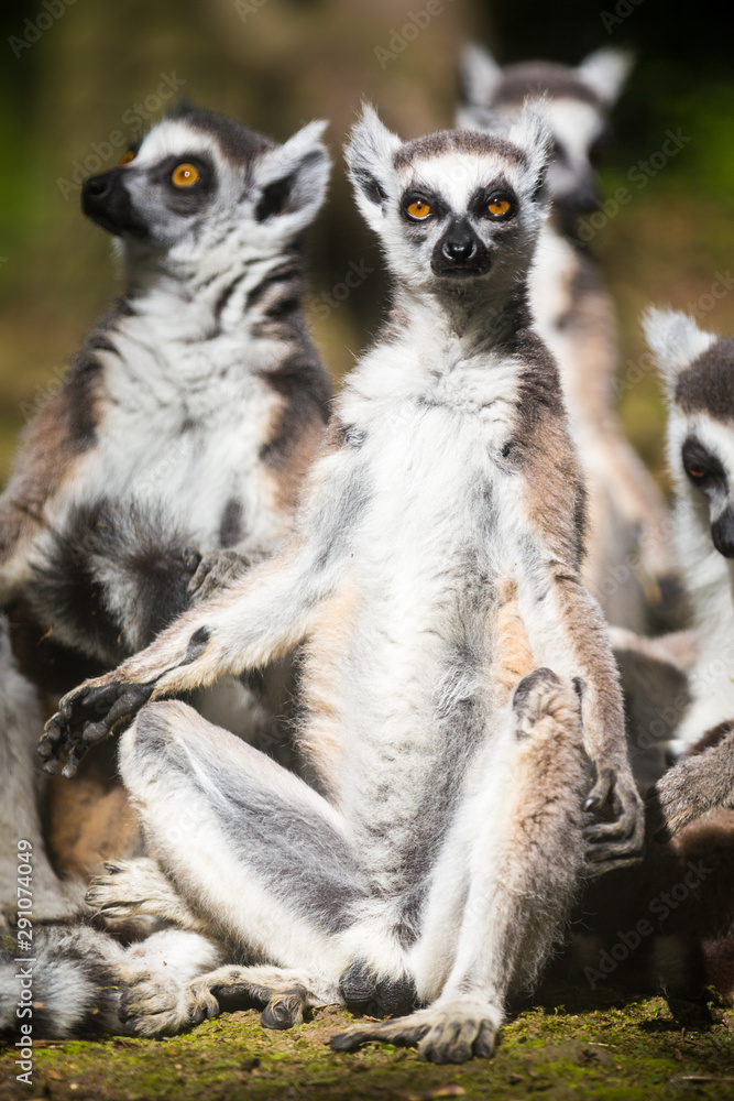 Obraz premium Close up of three lemurs sitting and sunbathing; one of them is looking back at the camera