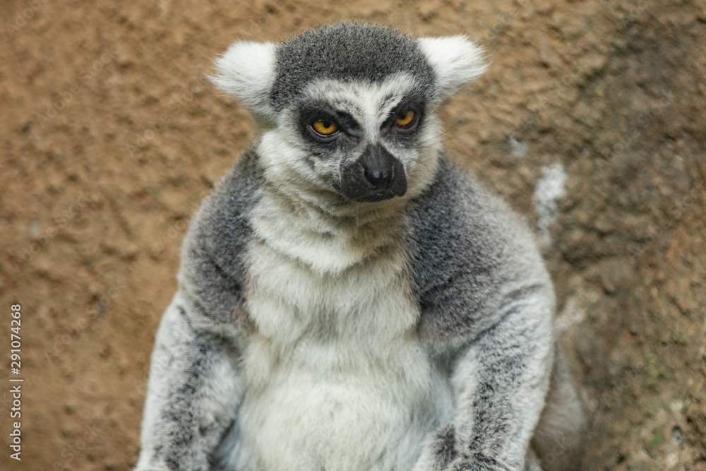 Obraz premium grumpy lemur is watching you