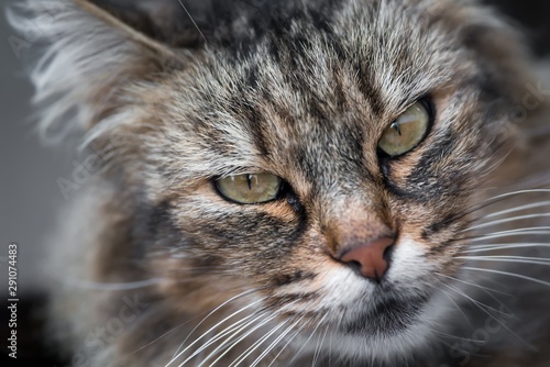 Close up of the face of a female furry tabby cat looking back at the camera © Roberto