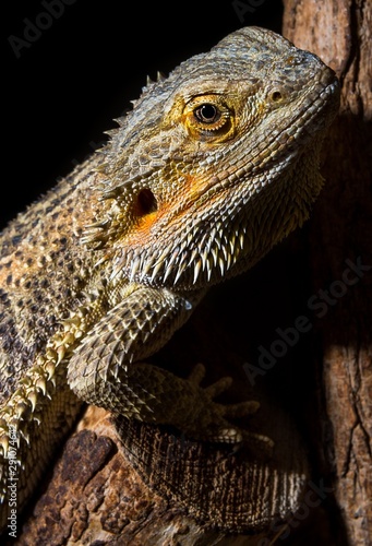 Close up of a yellow and green iguana crawling on a wooden branch © Roberto