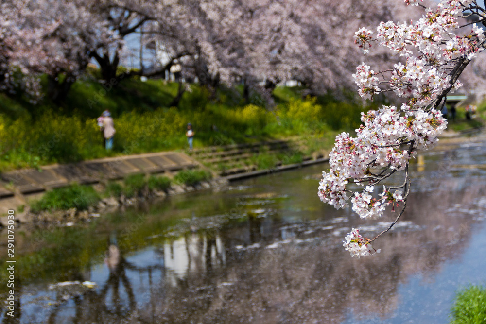 新境川の桜並木／岐阜県各務原市
