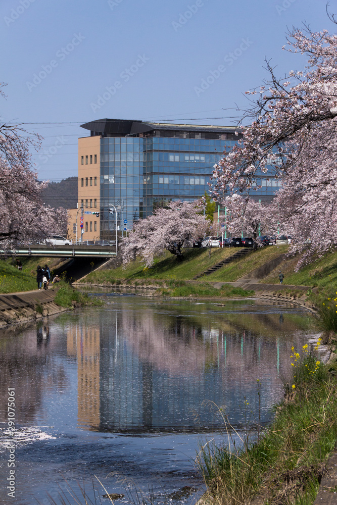 Obraz premium 新境川の桜並木/岐阜県各務原市