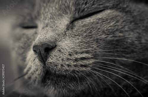 Close up of the face of a female grey chartusian cat sleeping