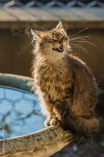 Photos A furry cat standing on the brink of a small fountain yawning in the early morni