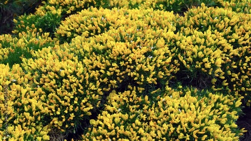 ERIZON (Echinospartum horridum), Garganta de Escuain , Ordesa y Monte Perdido National Park, Sobrarbe, Huesca Province, Aragon, Spain, Europe photo