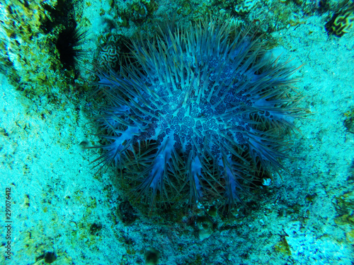 Crown of thorns seastar, Acanthaster planci, eating or preying upon coral in a coral reef