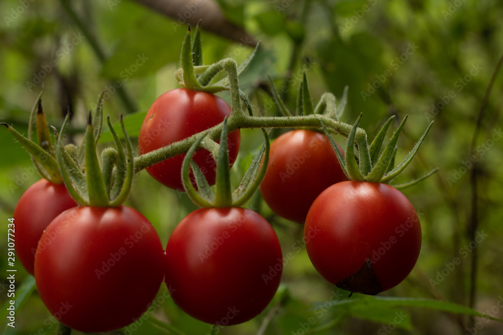  Delicious little cherry tomato